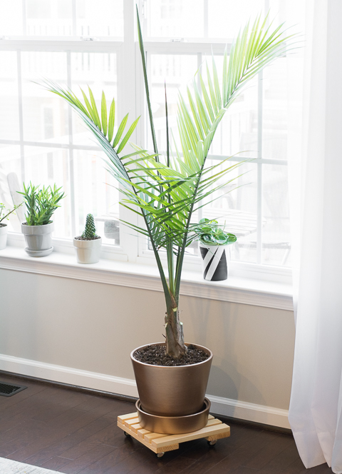 DIY Rolling Plant Caddy by Brittany Goldwyn 