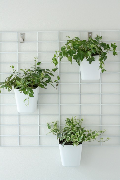 DIY Living wall