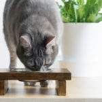 DIY Wooden Raised Pet Feeder