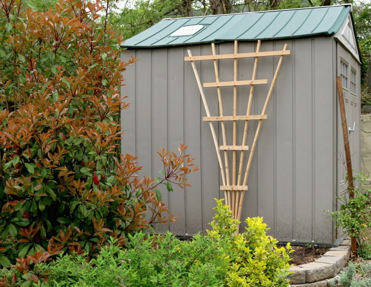 Trellis on shed