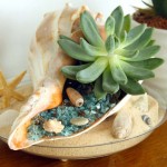 Beach-themed Succulent Garden | Pretty Handy Girl