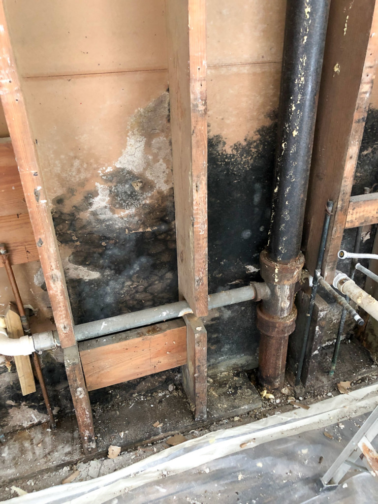 black mold on drywall